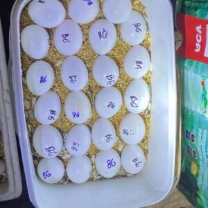 Fertile Rainbow Lorikeet Eggs UK