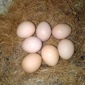 Fertile Red-and-Green Macaw Eggs UK