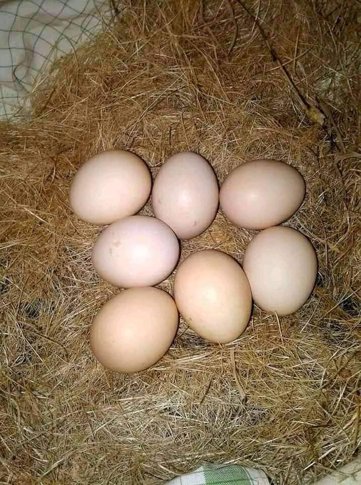Fertile Red-and-Green Macaw Eggs UK