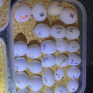 Fertile Scarlet Macaw Eggs UK